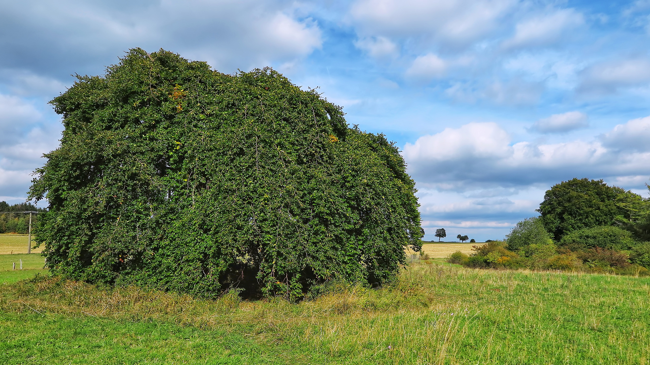 250 Jahre alte Süntelbuche bei Blankenheim